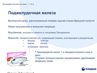 Вытянутый орган, расположенный поперек задней стенки брюшной полости
Имеет внутреннюю и внешнюю секрецию
Внутренняя: инсулин и глюкагон в «островках Лангерганса»
Внешняя: панкреатический сок, содержащий энзимы, участвующие в расщеплении
• белков: трипсин
• жиров: липаза
• углеводов: амилаза
• Производится около 1 л панкреатического сока в
день
• Гормон холецистокинин-панкреозимин увеличивает
секрецию соков
Поджелудочная железа
Пищеварительная система - 1.14.3
 