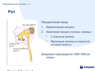 Рот
Расщепление пищи
1. Механический процесс
2. Химичекий процесс (слюна, энзимы)
• 3 слюнные железы
• Маленькие железы в слизистой
ротовой полости
Ежедневно производится 1000-1500 мл
слюны
Пищеварительная система - 1.3
 
