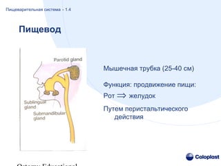 Пищевод
Мышечная трубка (25-40 cм)
Функция: продвижение пищи:
Рот ⇒ желудок
Путем перистальтического
действия
The Digestive System
Пищеварительная система - 1.4
 