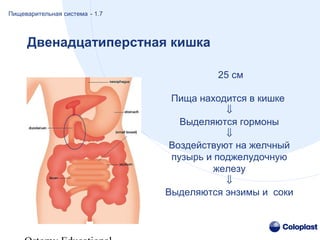 Двенадцатиперстная кишка
25 cм
Пища находится в кишке
⇓
Выделяются гормоны
⇓
Воздействуют на желчный
пузырь и поджелудочную
железу
⇓
Выделяются энзимы и соки
Пищеварительная система - 1.7
 