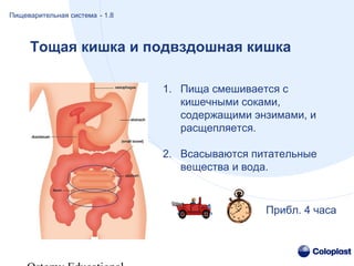 Тощая кишка и подвздошная кишка
1. Пища смешивается с
кишечными соками,
содержащими энзимами, и
расщепляется.
2. Всасываются питательные
вещества и вода.
Прибл. 4 часа
Пищеварительная система - 1.8
 