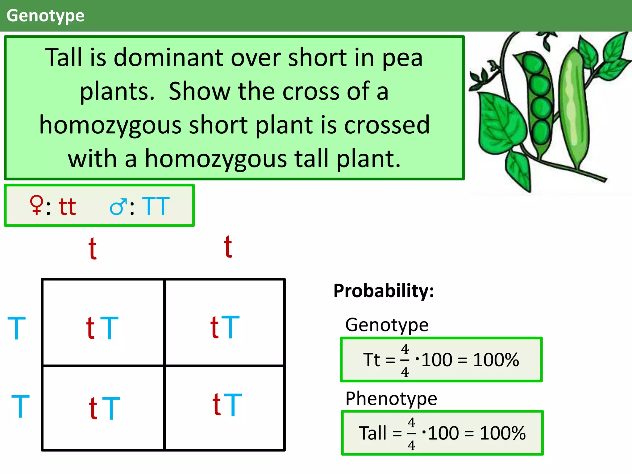 Genotype
Tall is dominant over short in pea
plants. Show the cross of a
homozygous short plant is crossed
with a homozygous tall plant.
♀: tt ♂: TT
t t
t
tt
tT
T
T T
TT
Probability:
Genotype
Phenotype
Tt =
4
4
100 = 100%
Tall =
4
4
100 = 100%
 