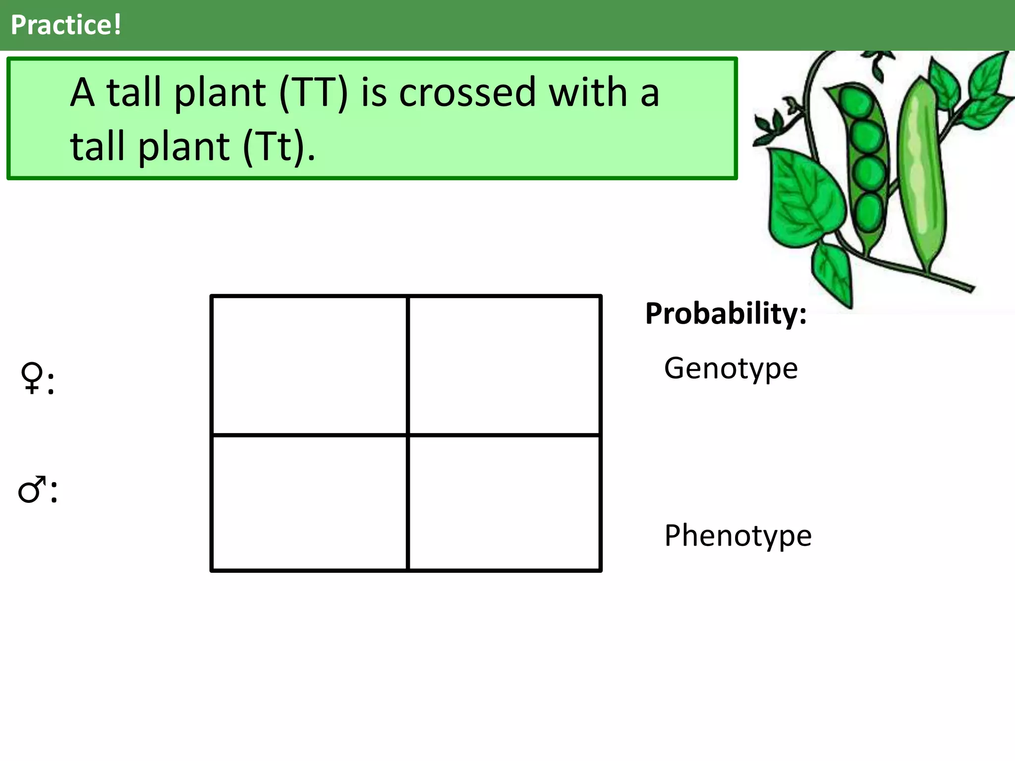 Practice!
A tall plant (TT) is crossed with a
tall plant (Tt).
♀:
♂:
Probability:
Genotype
Phenotype
 