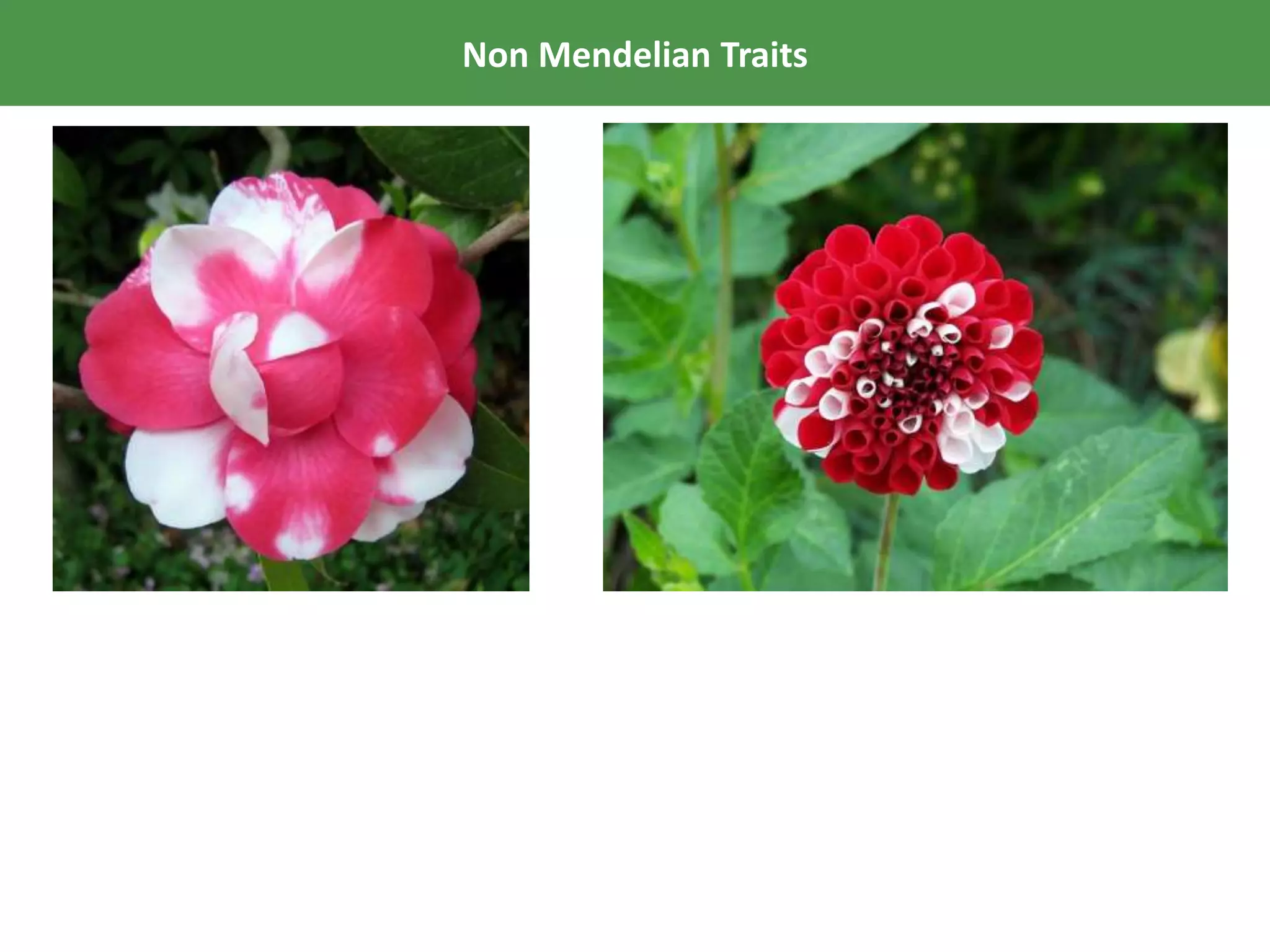 Non Mendelian Traits
*Patterns of inheritance, like Codominance, that do not follow Mendel’s
observations are called Non-Mendelian inheritance patterns.
 