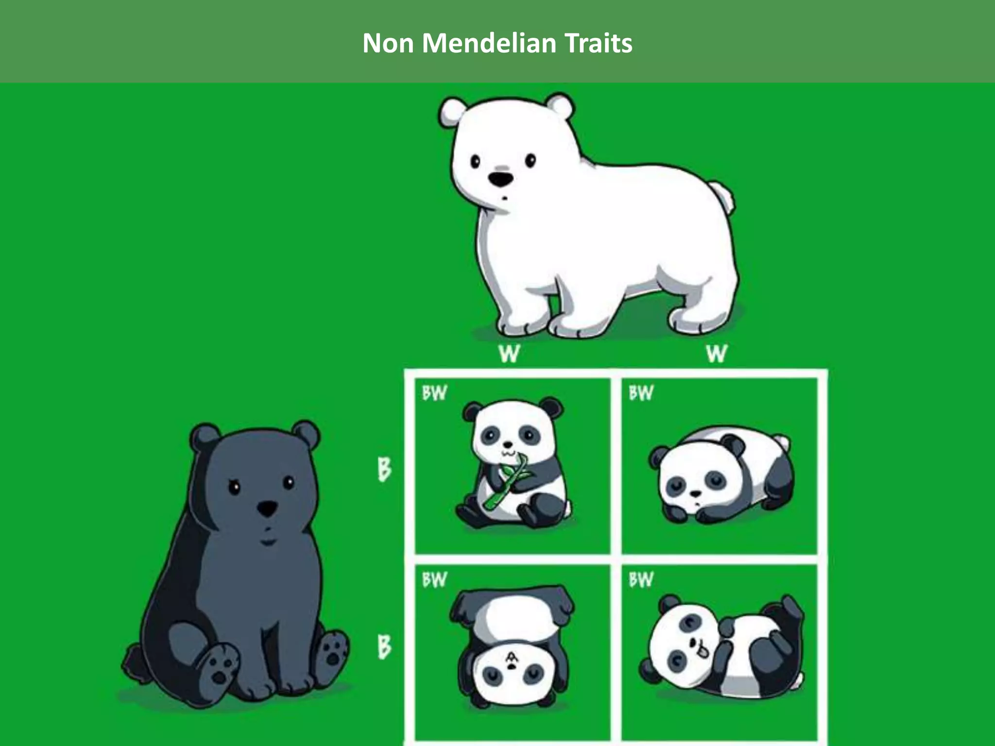 Non Mendelian Traits
*Patterns of inheritance, like Codominance, that do not follow Mendel’s
observations are called Non-Mendelian inheritance patterns.
 