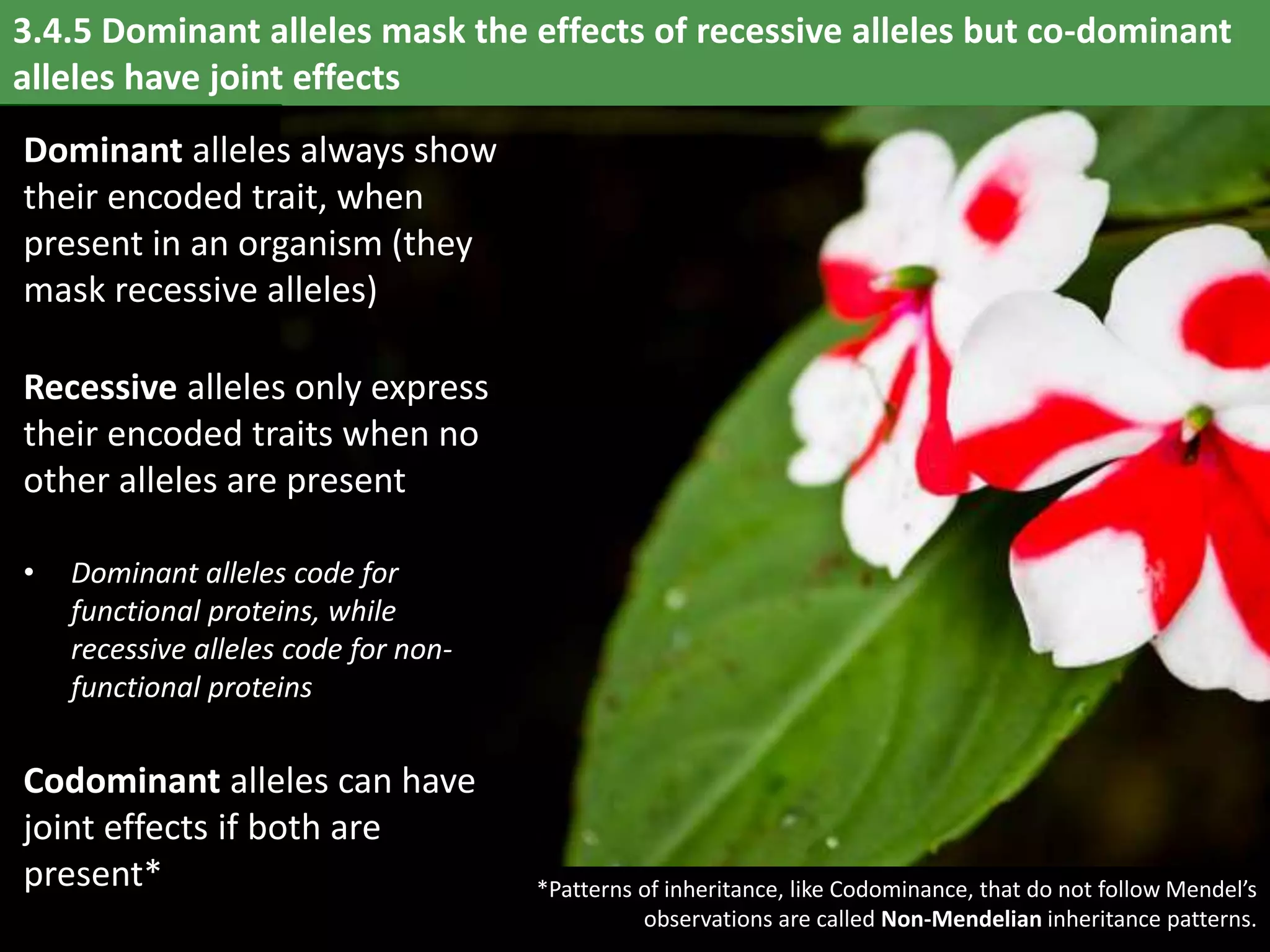 3.4.5 Dominant alleles mask the effects of recessive alleles but co-dominant
alleles have joint effects
Dominant alleles always show
their encoded trait, when
present in an organism (they
mask recessive alleles)
Recessive alleles only express
their encoded traits when no
other alleles are present
• Dominant alleles code for
functional proteins, while
recessive alleles code for non-
functional proteins
Codominant alleles can have
joint effects if both are
present* *Patterns of inheritance, like Codominance, that do not follow Mendel’s
observations are called Non-Mendelian inheritance patterns.
 