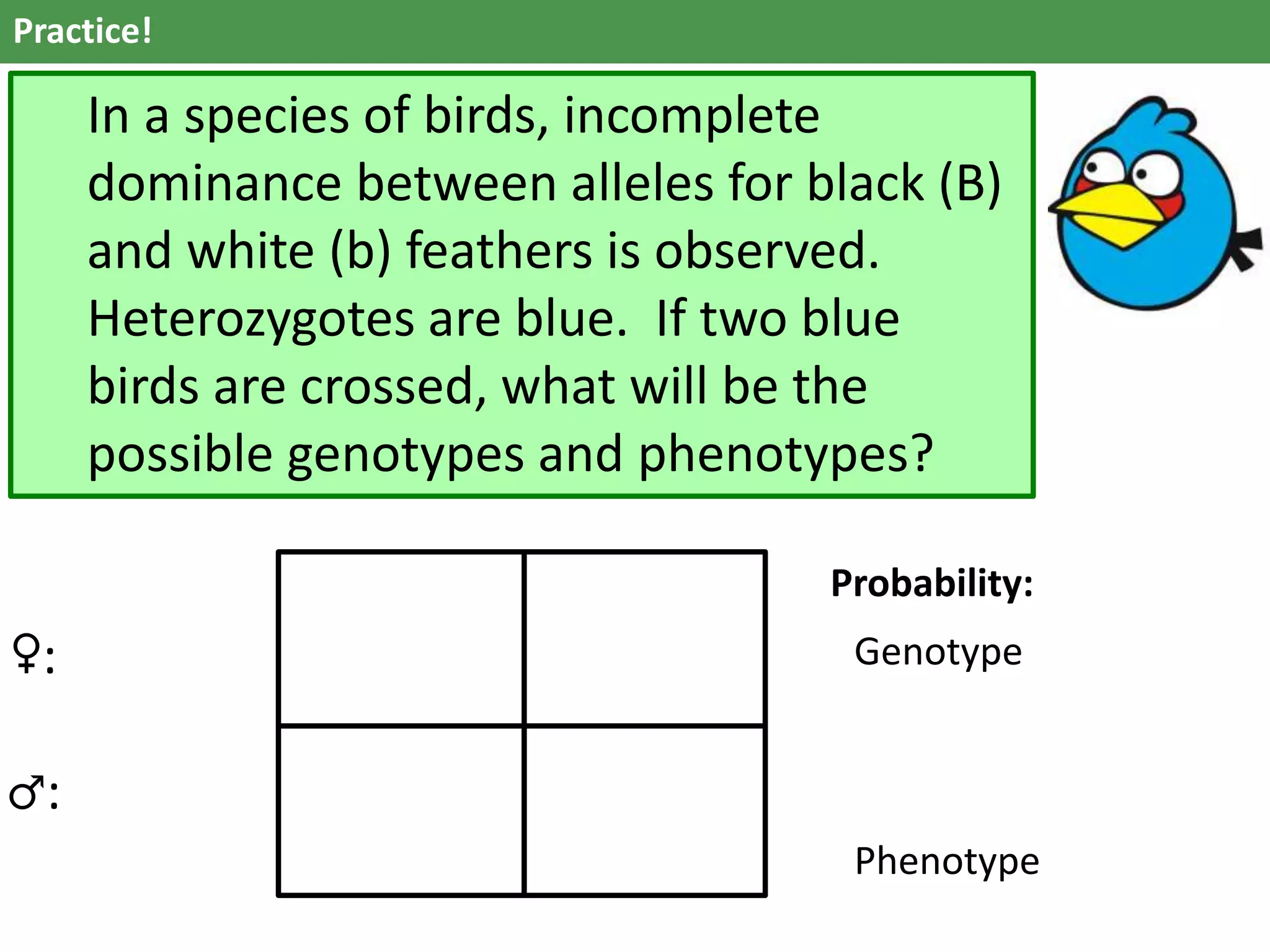 Practice!
In a species of birds, incomplete
dominance between alleles for black (B)
and white (b) feathers is observed.
Heterozygotes are blue. If two blue
birds are crossed, what will be the
possible genotypes and phenotypes?
♀:
♂:
Probability:
Genotype
Phenotype
 