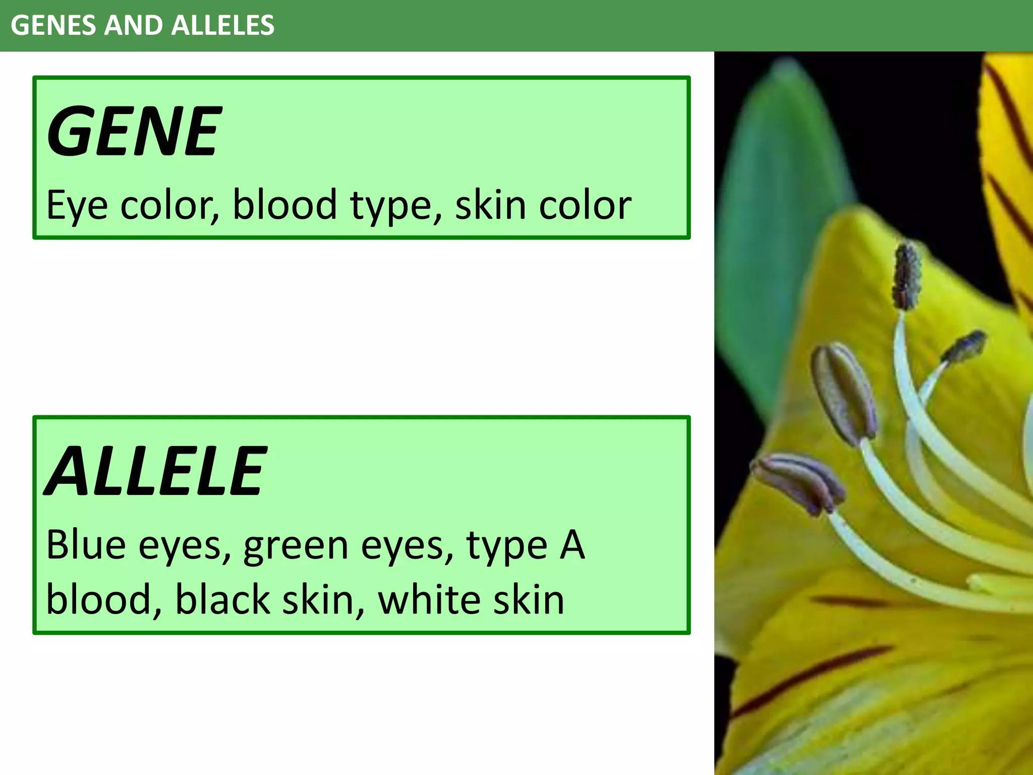 GENES AND ALLELES
ALLELE
Blue eyes, green eyes, type A
blood, black skin, white skin
GENE
Eye color, blood type, skin color
 