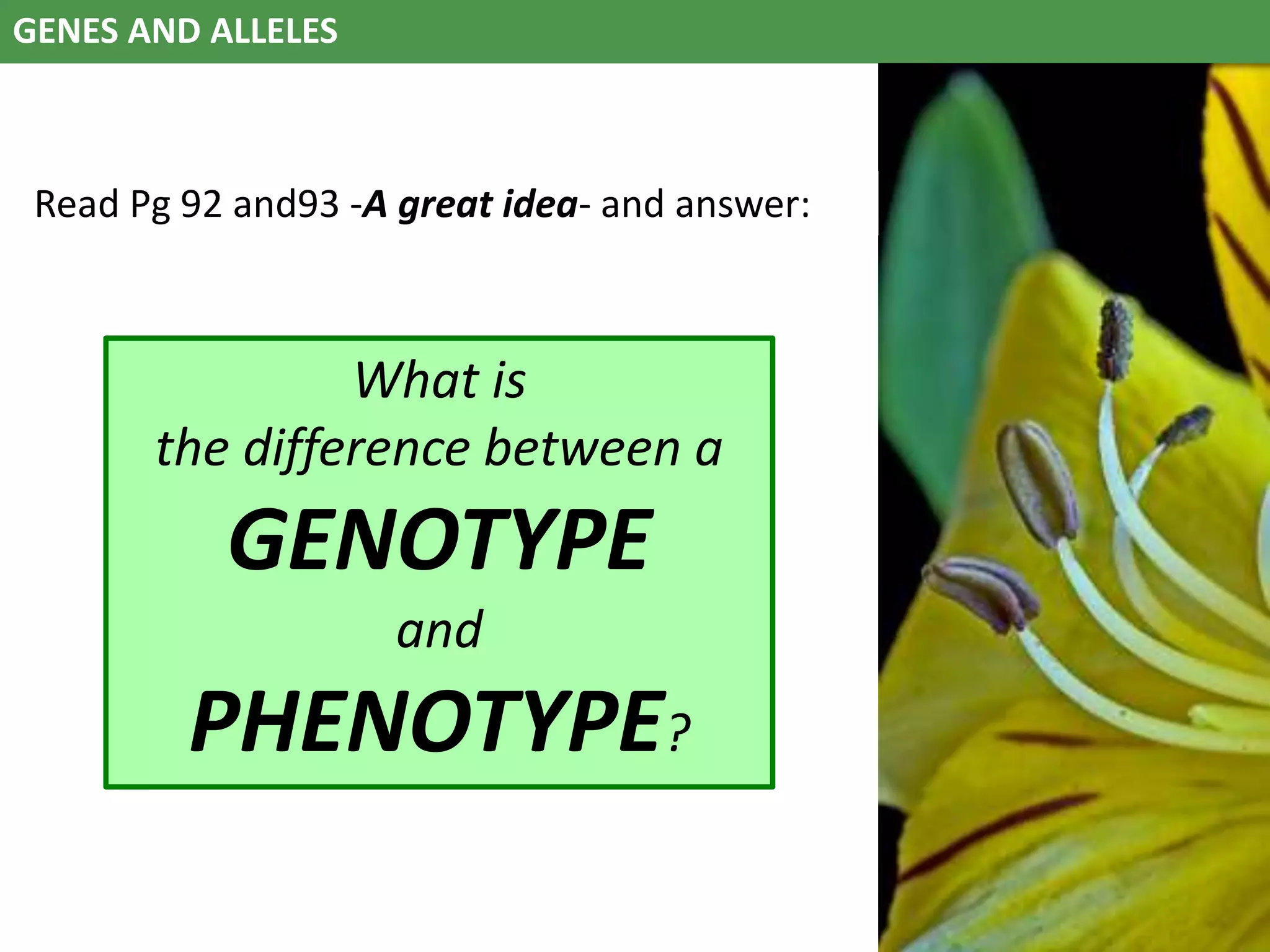 GENES AND ALLELES
Read Pg 92 and93 -A great idea- and answer:
What is
the difference between a
GENOTYPE
and
PHENOTYPE?
 