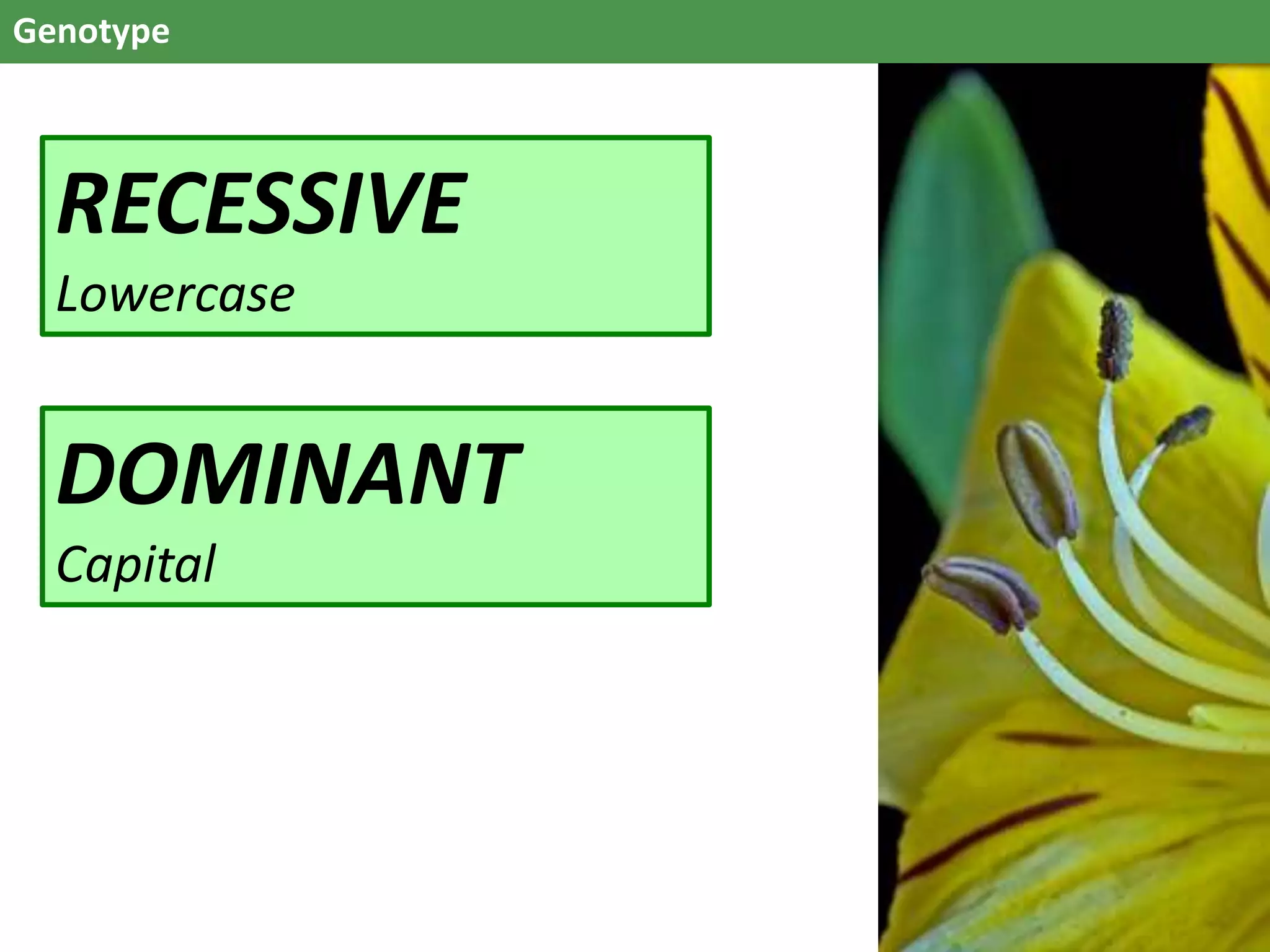Genotype
RECESSIVE
Lowercase
DOMINANT
Capital
 