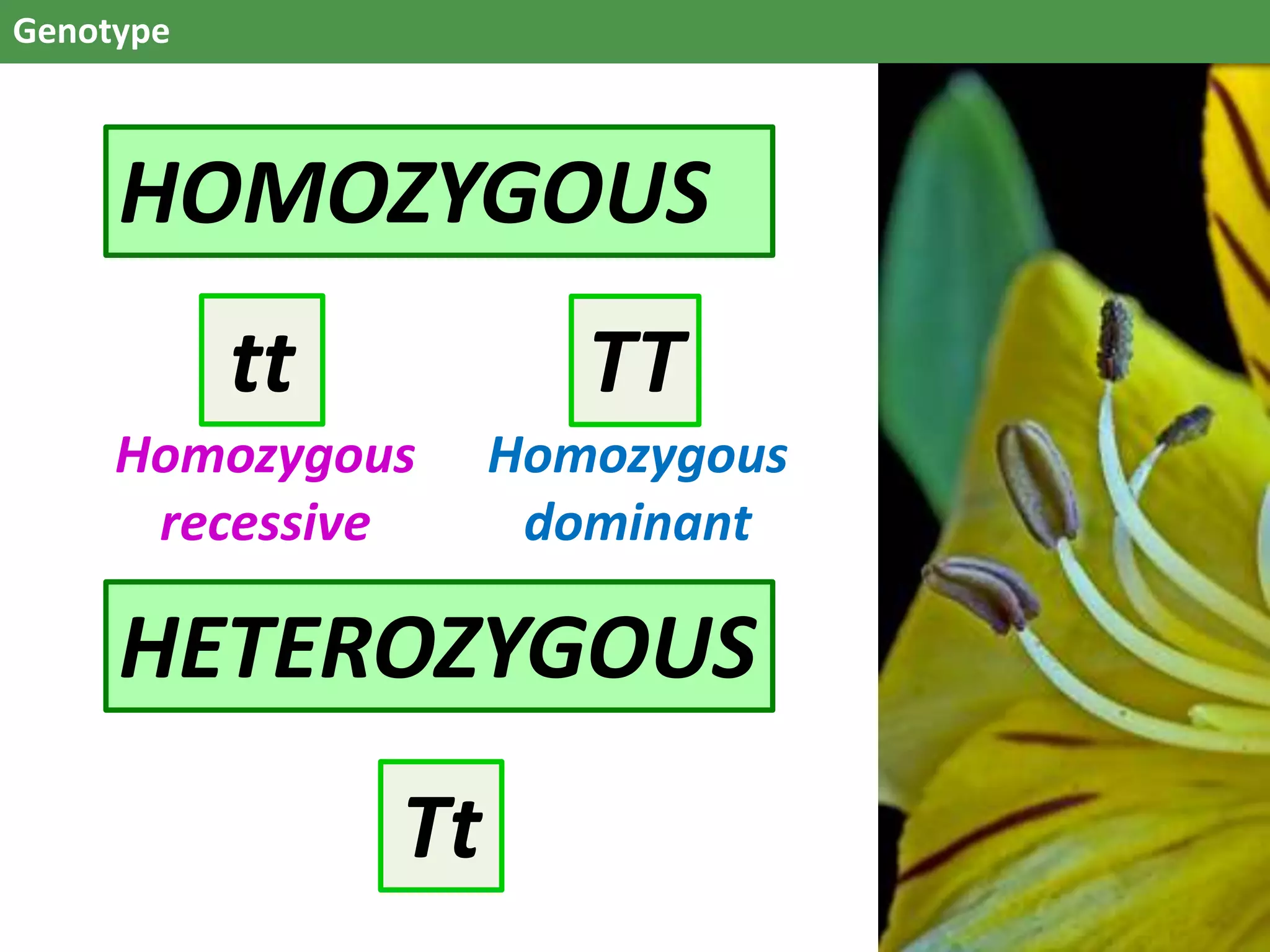 Genotype
HOMOZYGOUS
HETEROZYGOUS
tt TT
Tt
Homozygous
recessive
Homozygous
dominant
 
