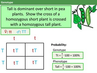 Genotype
Tall is dominant over short in pea
plants. Show the cross of a
homozygous short plant is crossed
with a homozygous tall plant.
♀: tt ♂: TT
t t
t
tt
tT
T
T T
TT
Probability:
Genotype
Phenotype
Tt =
4
4
100 = 100%
Tall =
4
4
100 = 100%
 