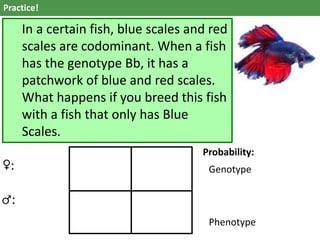 Practice!
In a certain fish, blue scales and red
scales are codominant. When a fish
has the genotype Bb, it has a
patchwork of blue and red scales.
What happens if you breed this fish
with a fish that only has Blue
Scales.
♀:
♂:
Probability:
Genotype
Phenotype
 