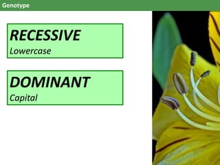 Genotype
RECESSIVE
Lowercase
DOMINANT
Capital
 
