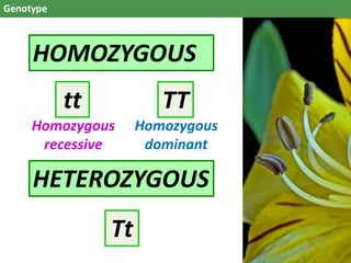 Genotype
HOMOZYGOUS
HETEROZYGOUS
tt TT
Tt
Homozygous
recessive
Homozygous
dominant
 