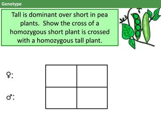 Genotype
Tall is dominant over short in pea
plants. Show the cross of a
homozygous short plant is crossed
with a homozygous tall plant.
♀:
♂:
 