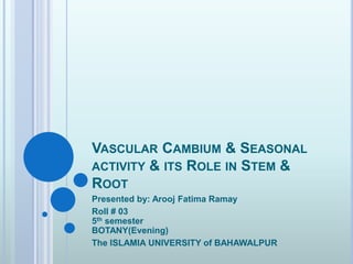 VASCULAR CAMBIUM & SEASONAL
ACTIVITY & ITS ROLE IN STEM &
ROOT
Presented by: Arooj Fatima Ramay
Roll # 03
5th semester
BOTANY(Evening)
The ISLAMIA UNIVERSITY of BAHAWALPUR
 
