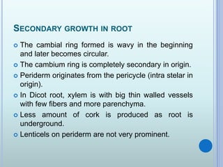 SECONDARY GROWTH IN ROOT
 The cambial ring formed is wavy in the beginning
and later becomes circular.
 The cambium ring is completely secondary in origin.
 Periderm originates from the pericycle (intra stelar in
origin).
 In Dicot root, xylem is with big thin walled vessels
with few fibers and more parenchyma.
 Less amount of cork is produced as root is
underground.
 Lenticels on periderm are not very prominent.
 