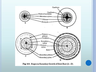 Vascular Cambium & Seasonal activity & its Role in Stem & Root