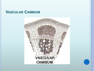 VASCULAR CAMBIUM
 