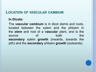 LOCATION OF VASCULAR CAMBIUM
In Dicots:
The vascular cambium is in dicot stems and roots,
located between the xylem and the phloem in
the stem and root of a vascular plant, and is the
source of both the
secondary xylem growth (inwards, towards the
pith) and the secondary phloem growth (outwards).
 