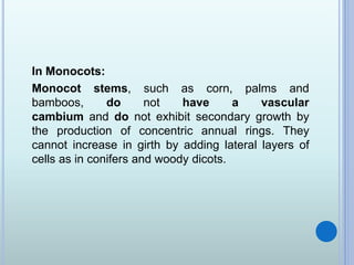 In Monocots:
Monocot stems, such as corn, palms and
bamboos, do not have a vascular
cambium and do not exhibit secondary growth by
the production of concentric annual rings. They
cannot increase in girth by adding lateral layers of
cells as in conifers and woody dicots.
 