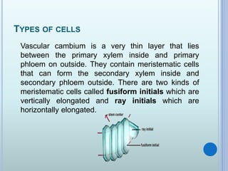 TYPES OF CELLS
Vascular cambium is a very thin layer that lies
between the primary xylem inside and primary
phloem on outside. They contain meristematic cells
that can form the secondary xylem inside and
secondary phloem outside. There are two kinds of
meristematic cells called fusiform initials which are
vertically elongated and ray initials which are
horizontally elongated.
 