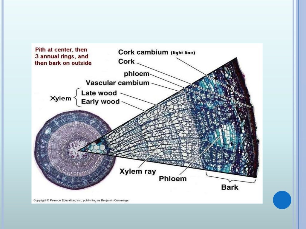 Vascular Cambium & Seasonal activity & its Role in Stem & Root