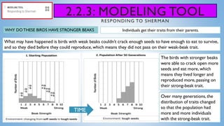 2.2.3: MODELING TOOL
RESPONDING TO SHERMAN
WHY DOTHESE BIRDS HAVE STRONGER BEAKS
TIME
Individuals get their traits from their parents.
The birds with stronger beaks
were able to crack open more
seeds and eat more, which
means they lived longer and
reproduced more, passing on
their strong-beak trait.
What may have happened is birds with weak beaks couldn’t crack enough seeds to have enough to eat to survive,
and so they died before they could reproduce, which means they did not pass on their weak-beak trait.
Over many generations, the
distribution of traits changed
so that the population had
more and more individuals
with the strong-beak trait.
 