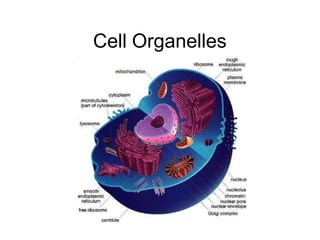 Cell Organelles
 