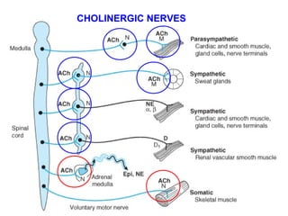 CHOLINERGIC NERVES
 