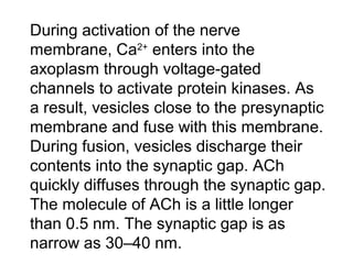 During activation of the nerve
membrane, Ca2+
enters into the
axoplasm through voltage-gated
channels to activate protein kinases. As
a result, vesicles close to the presynaptic
membrane and fuse with this membrane.
During fusion, vesicles discharge their
contents into the synaptic gap. ACh
quickly diffuses through the synaptic gap.
The molecule of ACh is a little longer
than 0.5 nm. The synaptic gap is as
narrow as 30–40 nm.
 
