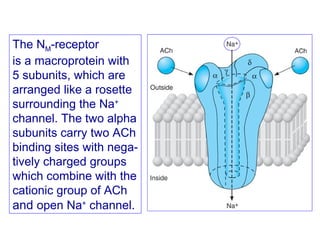 The NM-receptor
is a macroprotein with
5 subunits, which are
arranged like a rosette
surrounding the Na+
channel. The two alpha
subunits carry two ACh
binding sites with nega-
tively charged groups
which combine with the
cationic group of ACh
and open Na+
channel.
 