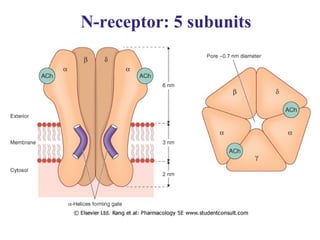N-receptor: 5 subunits
 