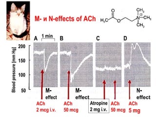 50
100
150
200
A B C D1 min
M- и N-effects of ACh
Bloodpressure[mmHg]
ACh
2 mcg i.v.
ACh
50 mcg
ACh
50 mcg
ACh
5 mg
M-
effect
M-
effect
N-
effect
Atropine
2 mg i.v.
 