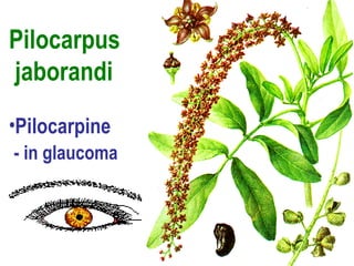 Pilocarpus
jaborandi
•Pilocarpine
- in glaucoma
 