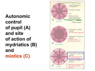Autonomic
control
of pupil (A)
and site
of action of
mydriatics (B)
and
miotics (C)
 