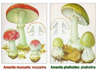 Amanita muscaria:Amanita muscaria: muscarinemuscarine Amanita phalloides:Amanita phalloides: phalloidinephalloidine
 