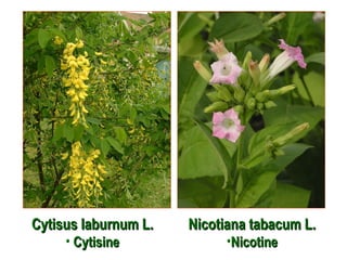Cytisus laburnum L.Cytisus laburnum L.
• CytisineCytisine
Nicotiana tabacum L.Nicotiana tabacum L.
•NicotineNicotine
 