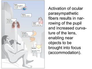 Activation of ocular
parasympathetic
fibers results in nar-
rowing of the pupil
and increased curva-
ture of the lens,
enabling near
objects to be
brought into focus
(accommodation).
 
