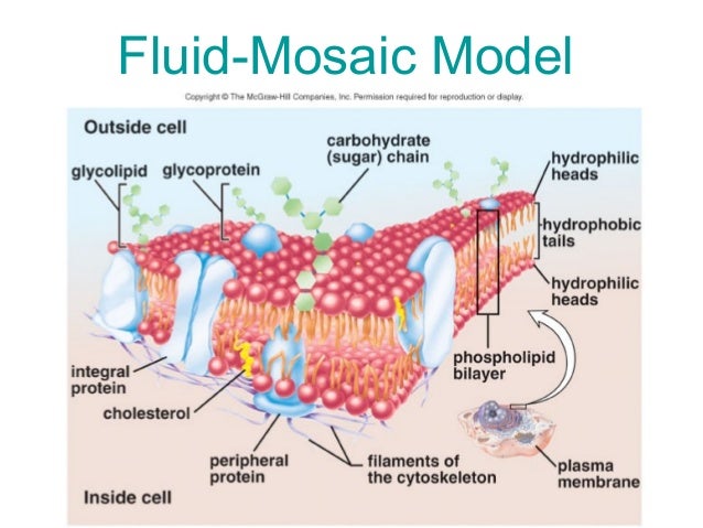 membrane structure and function