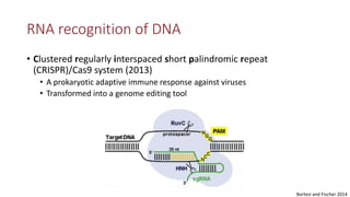 Transgene-free CRISPR/Cas9 genome-editing methods in plants