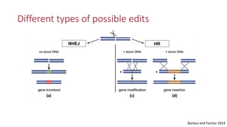 Transgene-free CRISPR/Cas9 genome-editing methods in plants