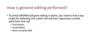Transgene-free CRISPR/Cas9 genome-editing methods in plants