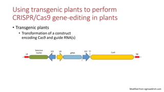 Transgene-free CRISPR/Cas9 genome-editing methods in plants