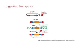 Transgene-free CRISPR/Cas9 genome-editing methods in plants