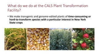 Transgene-free CRISPR/Cas9 genome-editing methods in plants