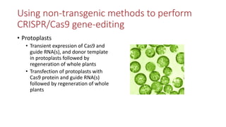 Transgene-free CRISPR/Cas9 genome-editing methods in plants