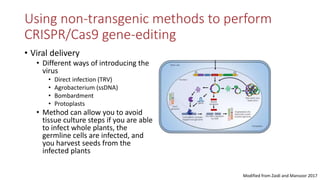 Transgene-free CRISPR/Cas9 genome-editing methods in plants