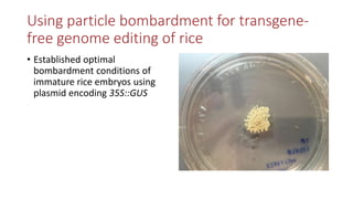 Transgene-free CRISPR/Cas9 genome-editing methods in plants